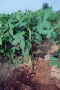 groundnut ، earthnuts، ground nuts، goober peas، monkey nuts، pygmy nuts، pig nuts